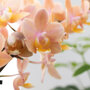 Oranje orchidee en succulent in zandkleurige potten